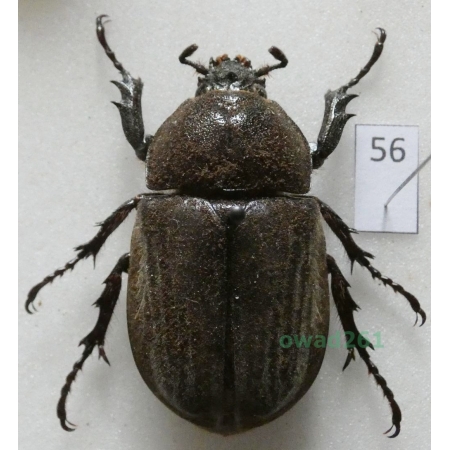 Trypoxylus dichotomus (Linnaeus, 1771) female China56